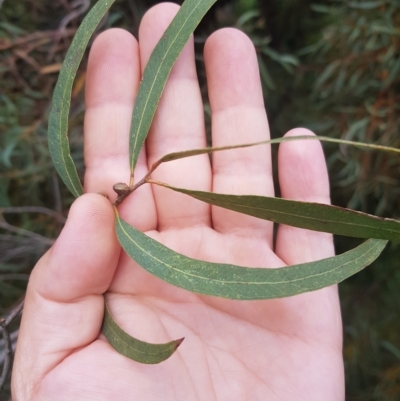 Eucalyptus nicholii (Narrow-leaved Black Peppermint) at QPRC LGA - 1 May 2023 by danswell