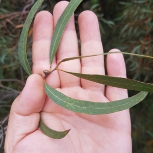 Eucalyptus nicholii at Greenleigh, NSW - 1 May 2023