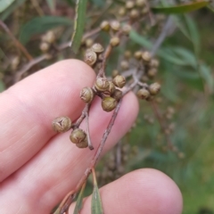 Eucalyptus nicholii at Greenleigh, NSW - 1 May 2023 01:43 PM