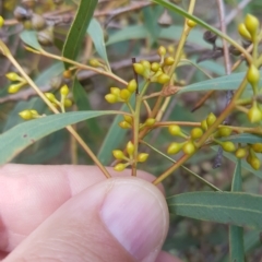 Eucalyptus nicholii at Greenleigh, NSW - 1 May 2023 01:43 PM