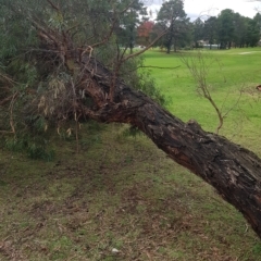 Eucalyptus nicholii at Greenleigh, NSW - 1 May 2023 01:43 PM