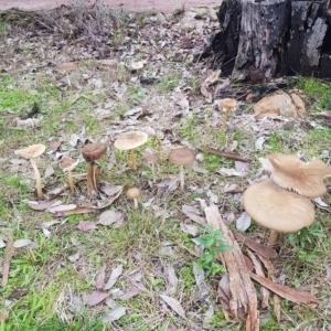 Oudemansiella gigaspora group at Greenleigh, NSW - 1 May 2023