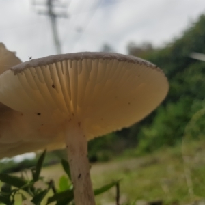 Oudemansiella gigaspora group at Greenleigh, NSW - 1 May 2023