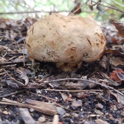 Phylloporus sp. (Phylloporus sp.) at Greenleigh, NSW - 1 May 2023 by danswell