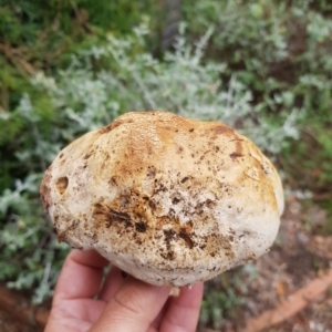 Phylloporus sp. at Greenleigh, NSW - 1 May 2023