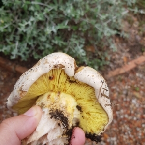 Phylloporus sp. at Greenleigh, NSW - 1 May 2023 01:17 PM