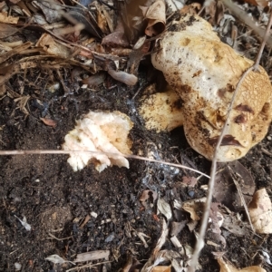 Phylloporus sp. at Greenleigh, NSW - 1 May 2023