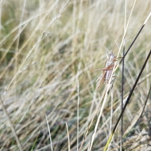 Conocephalus sp. (genus) at Mt Holland - 21 Apr 2023