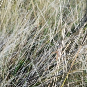 Conocephalus sp. (genus) at Mt Holland - 21 Apr 2023