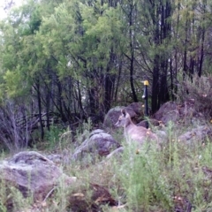 Macropus giganteus (Eastern Grey Kangaroo) at Kambah, ACT - 25 Mar 2022 by MountTaylorParkcareGroup