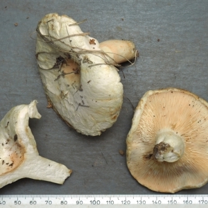 Lactarius pubescens at Molonglo Valley, ACT - 28 Apr 2023