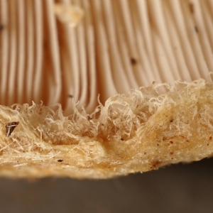 Lactarius pubescens at Molonglo Valley, ACT - 28 Apr 2023