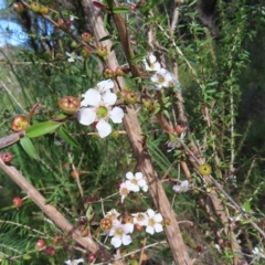 Leptospermum squarrosum (Pink Tea-tree) at Ku-ring-gai Chase National Park - 27 Apr 2023 by MatthewFrawley