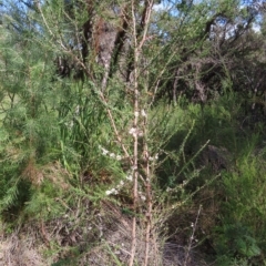 Leptospermum squarrosum at Ku-Ring-Gai Chase, NSW - 27 Apr 2023