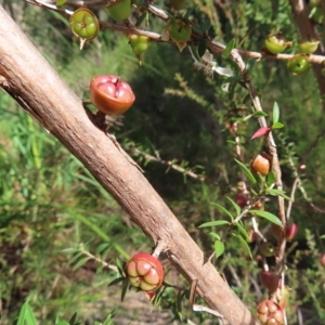 Leptospermum squarrosum at Ku-Ring-Gai Chase, NSW - 27 Apr 2023