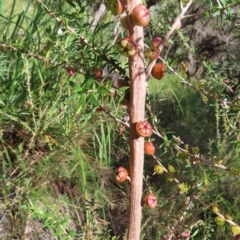 Leptospermum squarrosum at Ku-Ring-Gai Chase, NSW - 27 Apr 2023