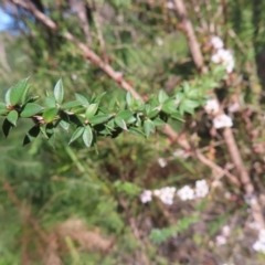 Leptospermum squarrosum at Ku-Ring-Gai Chase, NSW - 27 Apr 2023