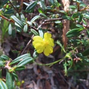 Hibbertia linearis at Ku-Ring-Gai Chase, NSW - 27 Apr 2023