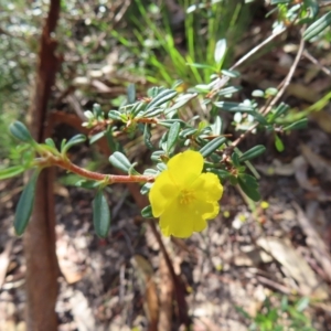 Hibbertia linearis at Ku-Ring-Gai Chase, NSW - 27 Apr 2023 11:34 AM