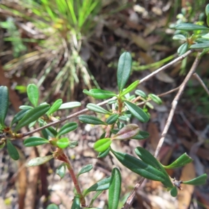 Hibbertia linearis at Ku-Ring-Gai Chase, NSW - 27 Apr 2023 11:34 AM