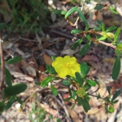 Hibbertia linearis at Ku-Ring-Gai Chase, NSW - 27 Apr 2023 11:34 AM