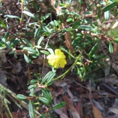 Hibbertia linearis at Ku-Ring-Gai Chase, NSW - 27 Apr 2023 11:34 AM