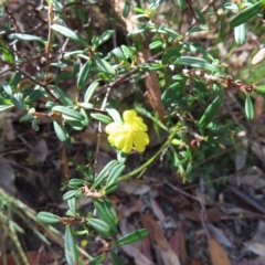 Hibbertia linearis at Ku-Ring-Gai Chase, NSW - 27 Apr 2023