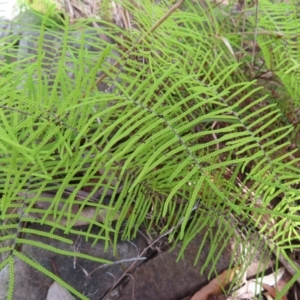 Gleichenia dicarpa at Ku-Ring-Gai Chase, NSW - suppressed