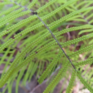 Gleichenia dicarpa at Ku-Ring-Gai Chase, NSW - suppressed