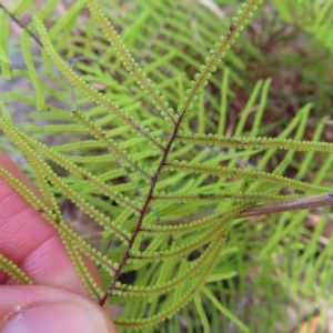 Gleichenia dicarpa at Ku-Ring-Gai Chase, NSW - suppressed