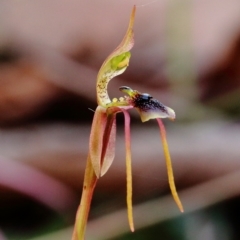 Chiloglottis diphylla (Common Wasp Orchid) at Mittagong, NSW - 1 May 2023 by Snowflake