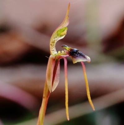 Chiloglottis diphylla (Common Wasp Orchid) at Mittagong, NSW - 1 May 2023 by Snowflake