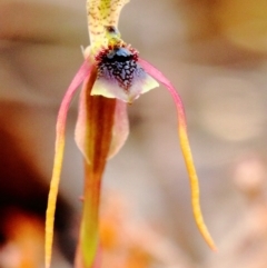 Chiloglottis diphylla at Mittagong, NSW - suppressed