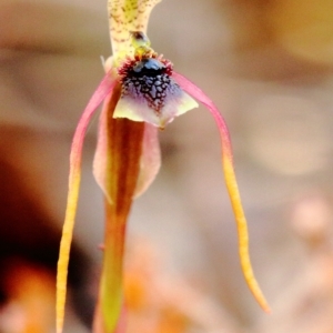 Chiloglottis diphylla at Mittagong, NSW - suppressed
