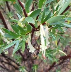 Styphelia triflora (Five-corners) at Watson, ACT - 1 May 2023 by HappyWanderer