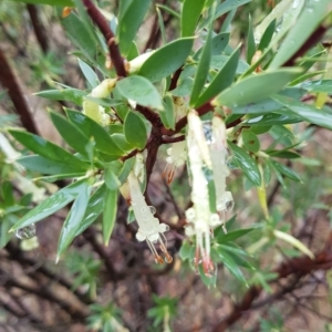 Styphelia triflora at Watson, ACT - 1 May 2023