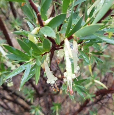 Styphelia triflora (Five-corners) at Watson, ACT - 1 May 2023 by HappyWanderer