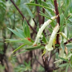 Styphelia triflora at Watson, ACT - 1 May 2023