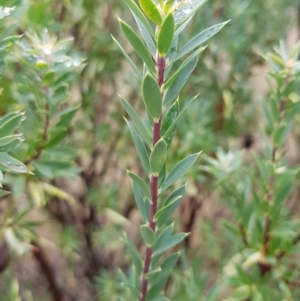 Styphelia triflora at Watson, ACT - 1 May 2023