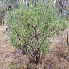 Styphelia triflora at Watson, ACT - 1 May 2023