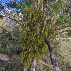 Delias harpalyce at Stromlo, ACT - suppressed