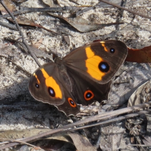 Tisiphone abeona at Ku-Ring-Gai Chase, NSW - 27 Apr 2023 11:42 AM