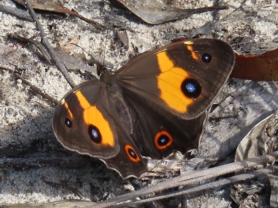 Tisiphone abeona (Varied Sword-grass Brown) at Ku-Ring-Gai Chase, NSW - 27 Apr 2023 by MatthewFrawley