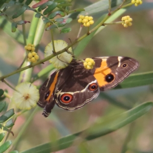 Tisiphone abeona at Ku-Ring-Gai Chase, NSW - 27 Apr 2023 11:42 AM