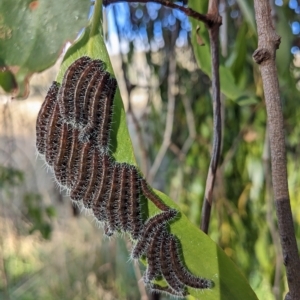 Delias harpalyce at Stromlo, ACT - 1 May 2023