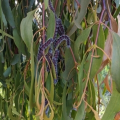 Delias harpalyce at Stromlo, ACT - suppressed