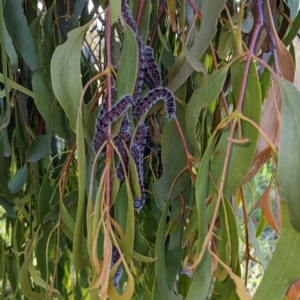 Delias harpalyce at Stromlo, ACT - suppressed