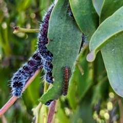 Delias harpalyce at Stromlo, ACT - suppressed