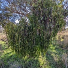 Delias harpalyce at Stromlo, ACT - suppressed