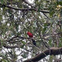 Alisterus scapularis (Australian King-Parrot) at Ainslie, ACT - 1 May 2023 by Hejor1